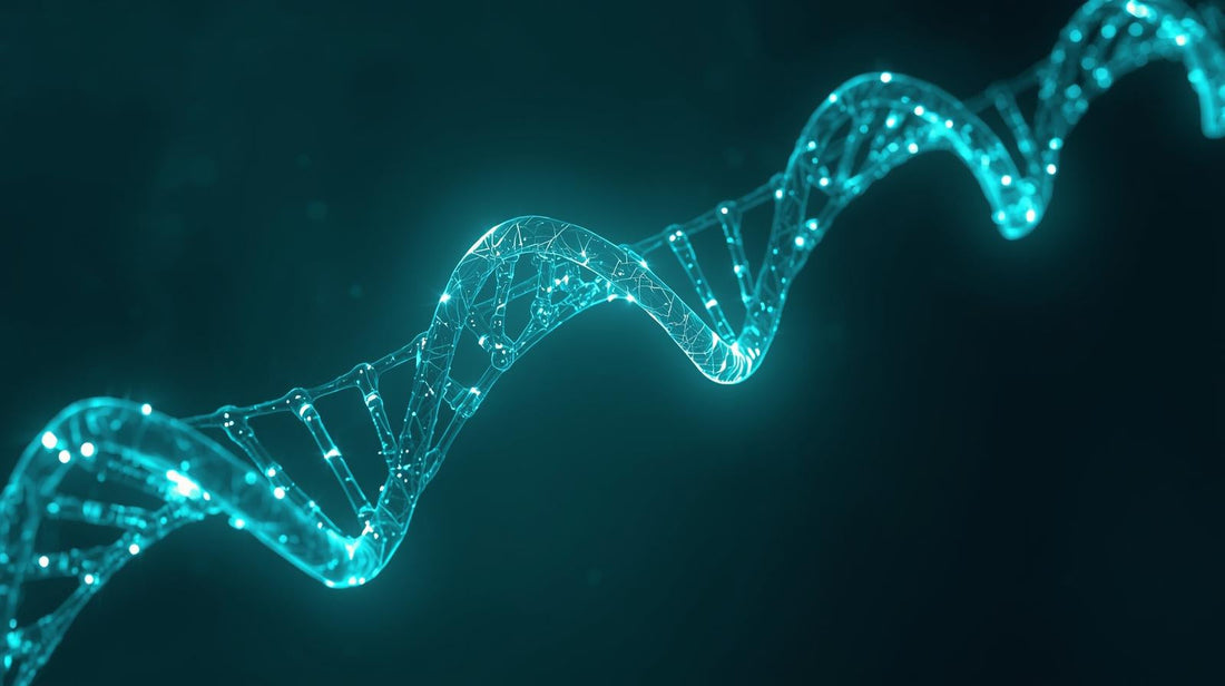 Methylation and Aging — How Active Nutrients Help You Stay Younger, Longer