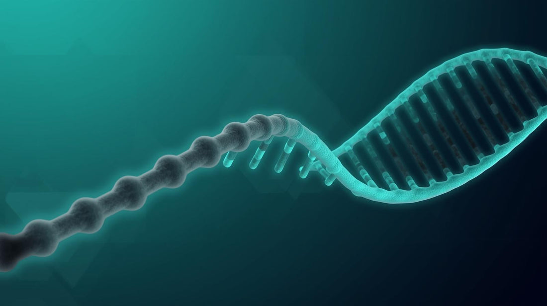 Why Folic Acid Isn’t Enough — The Truth About Active Folate (5-MTHF)