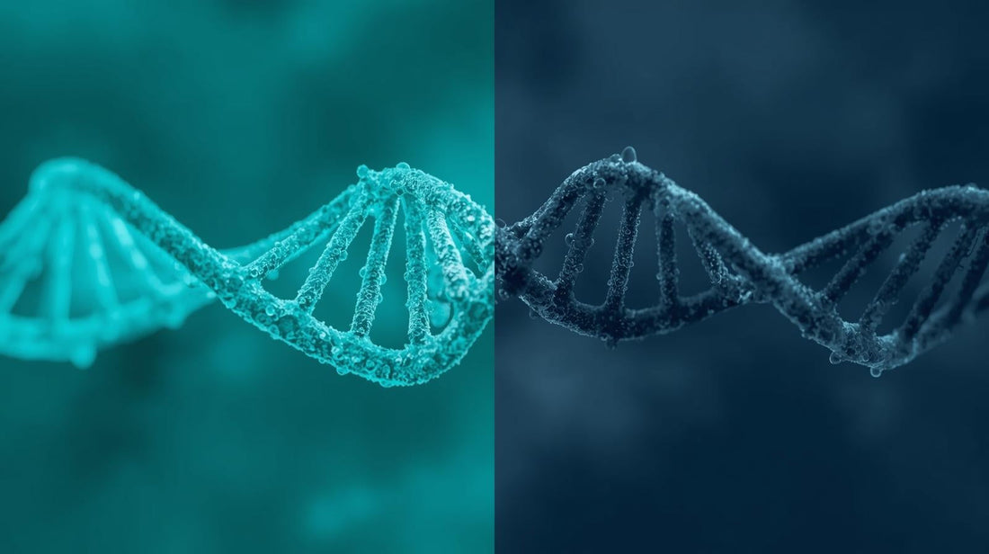 Methylated Vitamins vs. Non-Methylated Vitamins: What’s the Difference?